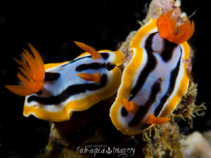 Twins - Lefty has a Cleft Lip
Malapascua by Jan Morton 